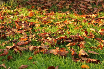 Autumn - fallen leaves on the lawn