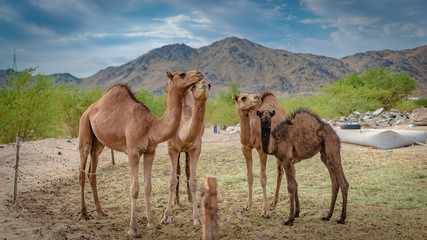 Camels In The Desert