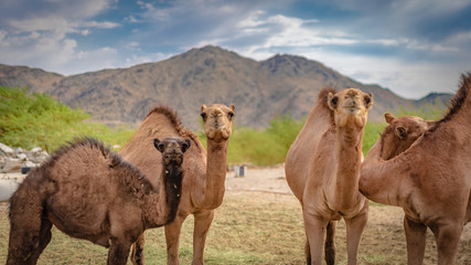 Camel Live In Desert