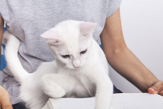 kitap okuyan kedi, 