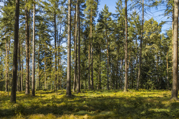 Fototapeta premium początek Złotej Polskiej Jesieni.