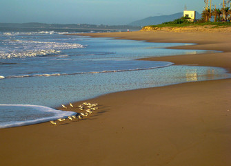 Seabirds Feeding on Cavaleiros Beach, RJ, Brazil