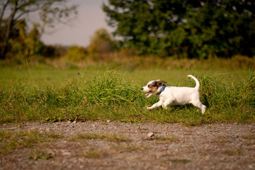 Parson Russel Terrier Puppy