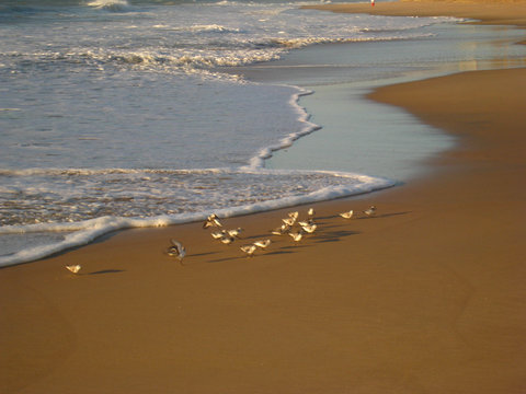 Dawn Feeding on Cavaleiros Beach, RJ, Brazil