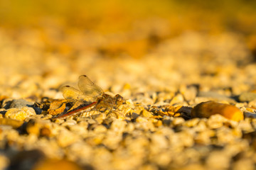 Libelle