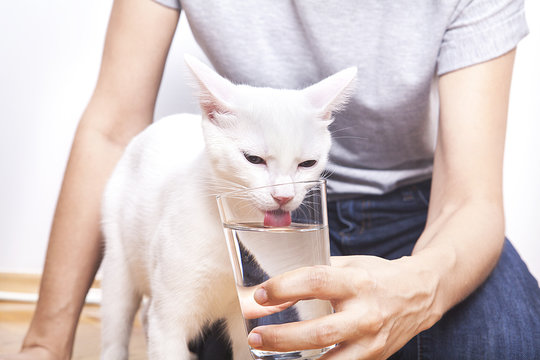 su i&ccedil;en kedi