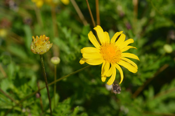 Marguerite Jamaica Primrose