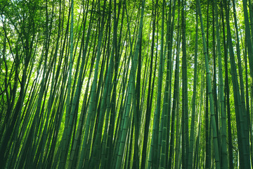 Arashiyama Bamboo forest at Arashiyama district in Kyoto, Japan.
