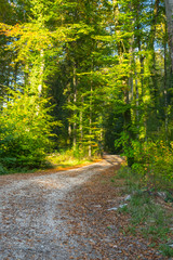 Fototapeta premium Waldweg