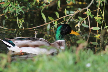 Duck on the River Thames