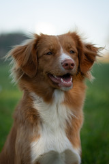 Nova Scotia Duck Tolling Retriever