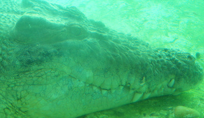 Closeup of a large alligator face in an eerie green