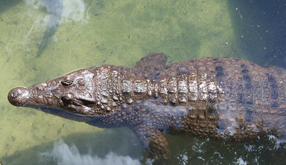 An American Alligator swimming in shallow water