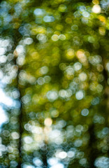 bokeh forest tree