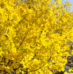 yellow autumn leaves