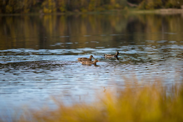 ducks in autumn