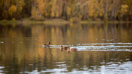 ducks in autumn