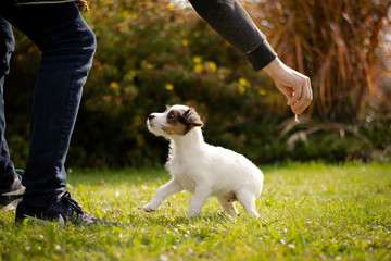Parson Russell Terrier Puppy Training © Kristyna