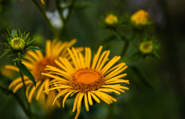 orange flower