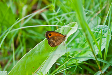 butterfly perched on a leaf