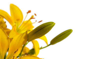 Obraz premium Isolated flowers on white background