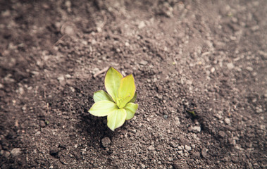 Young plant growing out from soil.