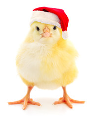Chicken in a red Santa Claus hat.