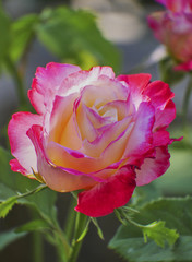 beautiful pink white rose flower close up on green natural background