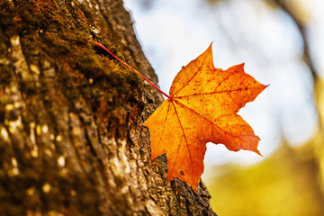 Autumn maple leaf caught on a tree trunk, close-up