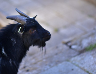 goat in public park during autumn season. nice and funny pets.