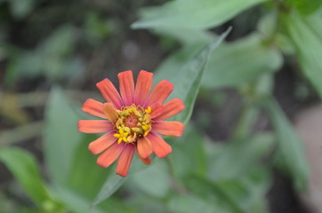 Flower in Garden