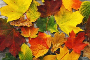 Naklejka na ściany i meble Background from various autumn leaves on wooden board, top view