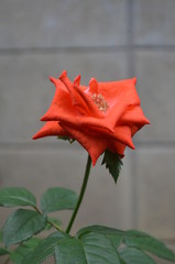 Rose in Garden