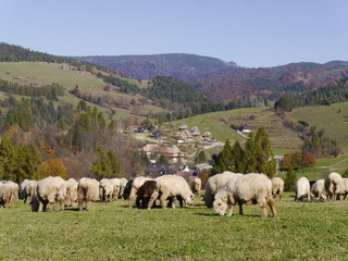 Piękna polska jesień w Pieninach © barbara