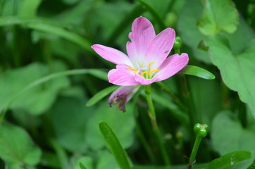 Flower in Garden