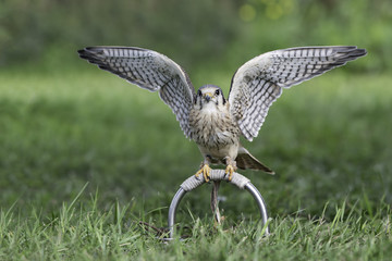 Kestrel