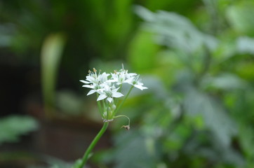 Flower in Garden