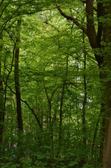 Obraz premium Path through the forest