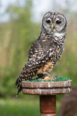 Owl