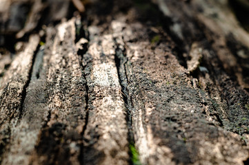 tree bark macro