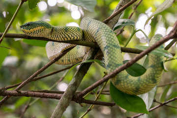 green viper on tree