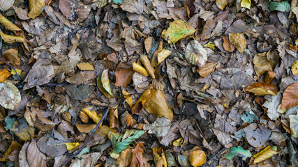 Herbst Wald Blätter Waldboden Wälder