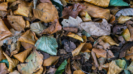 Herbst Wald Blätter Waldboden Wälder