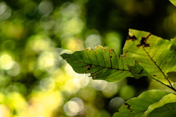 bokeh forest tree