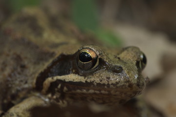 green frog