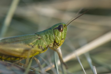 grasshopper on green grass