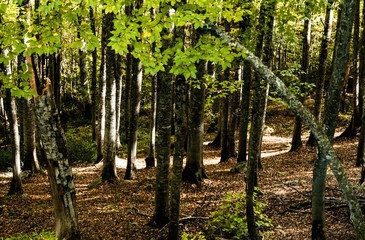 autumn in the forest