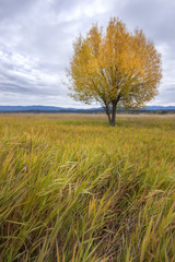 Single tree in grassy field.