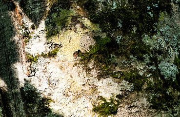 tree bark macro
