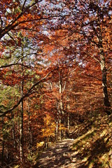 Road from the city - colorful autumn